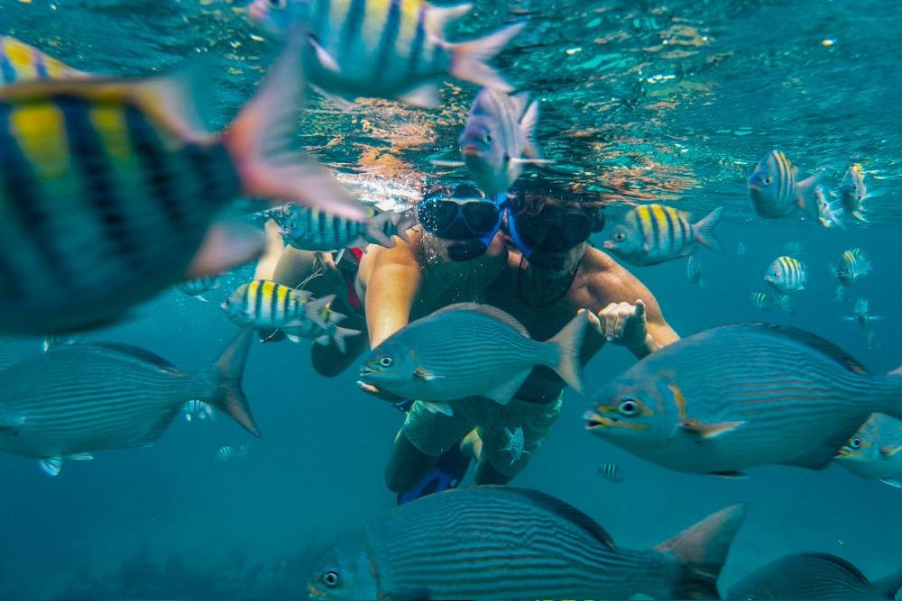 snorkeling roatan honduras snorkeling roatan honduras